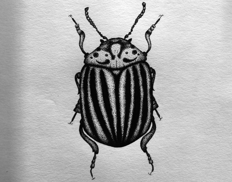 Рисунок колорадского жука карандашом - 94 фото