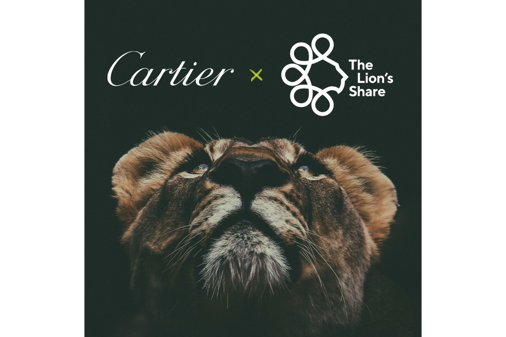 Cartier joins The Lion s Share Fund to tackle global nature crisis